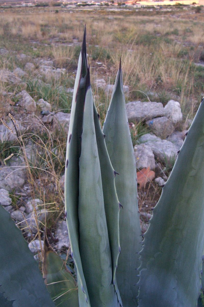 Agave americana / Agave