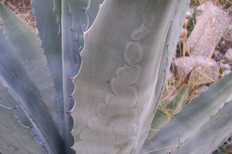 Agave americana / Agave