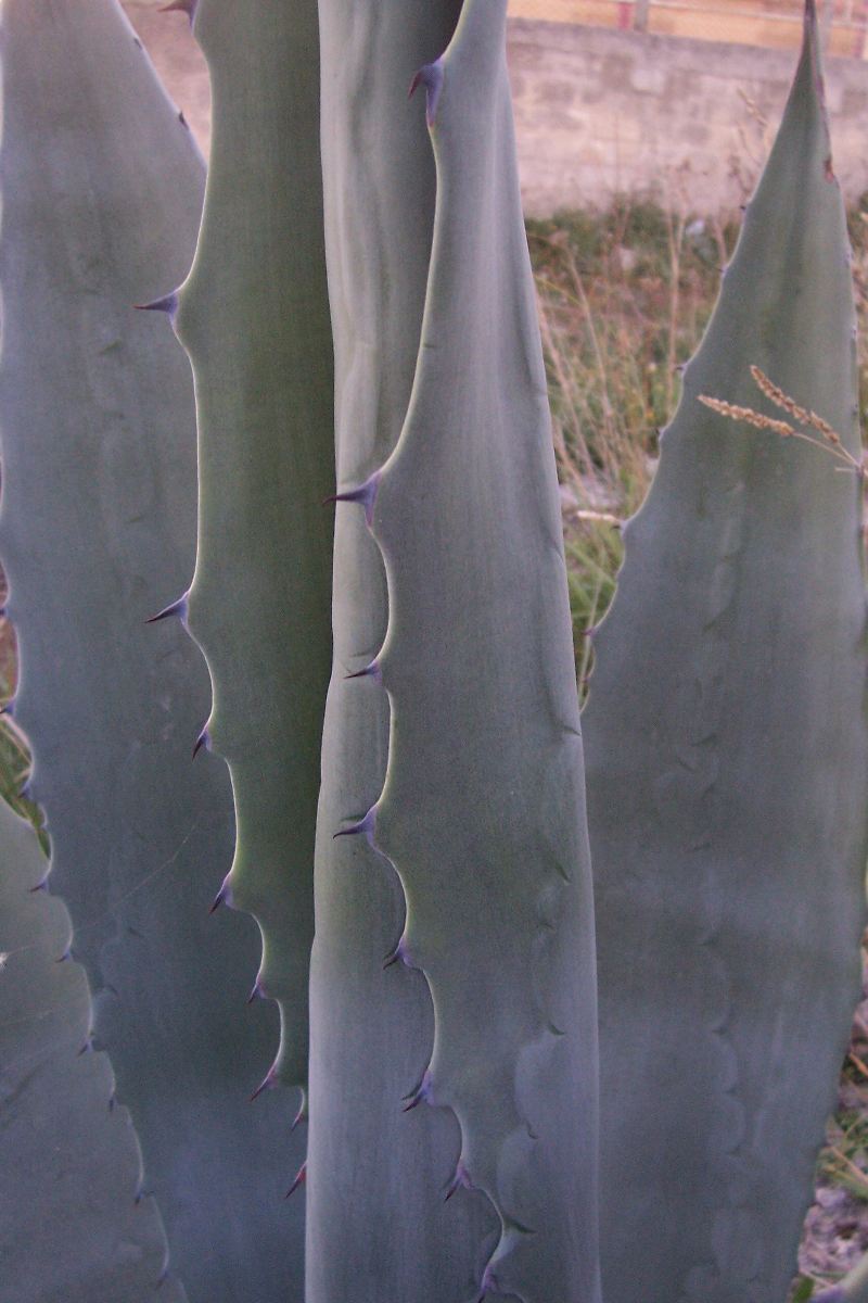 Agave americana / Agave