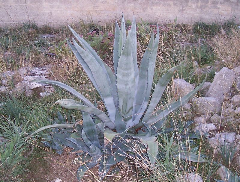 Agave americana / Agave