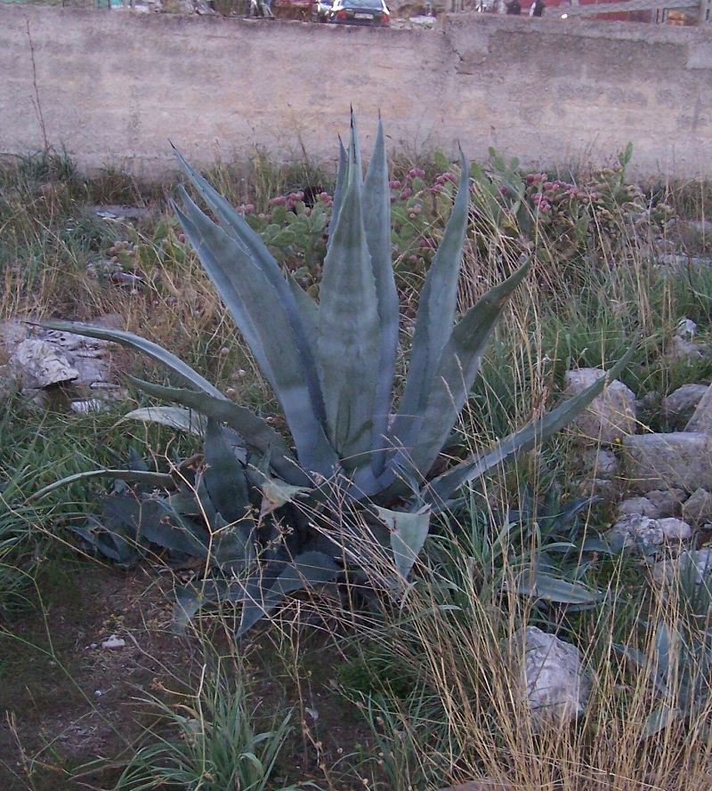 Agave americana / Agave