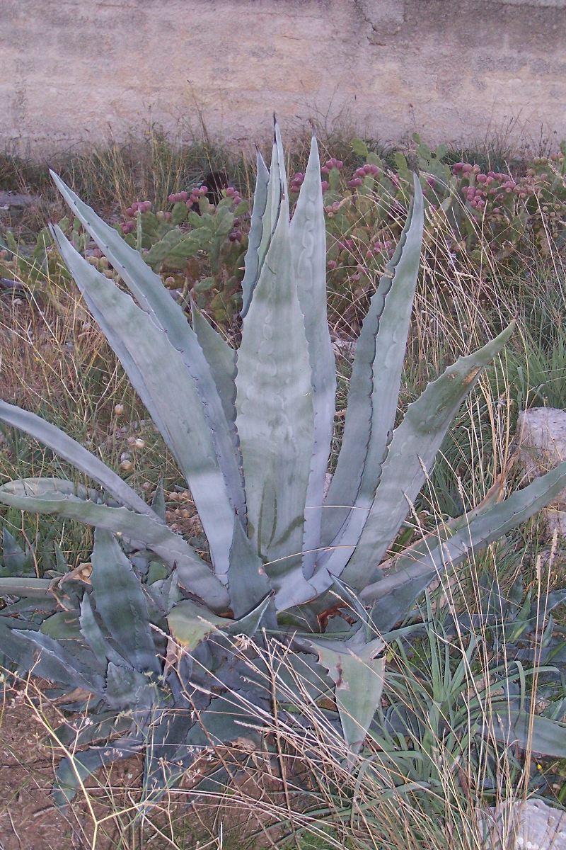 Agave americana / Agave