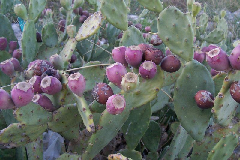 Quale Opuntia  questa?