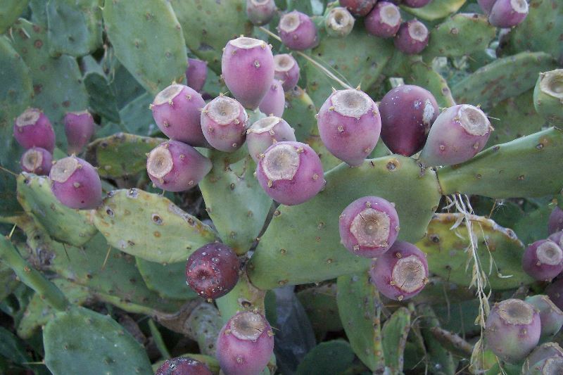 Quale Opuntia  questa?