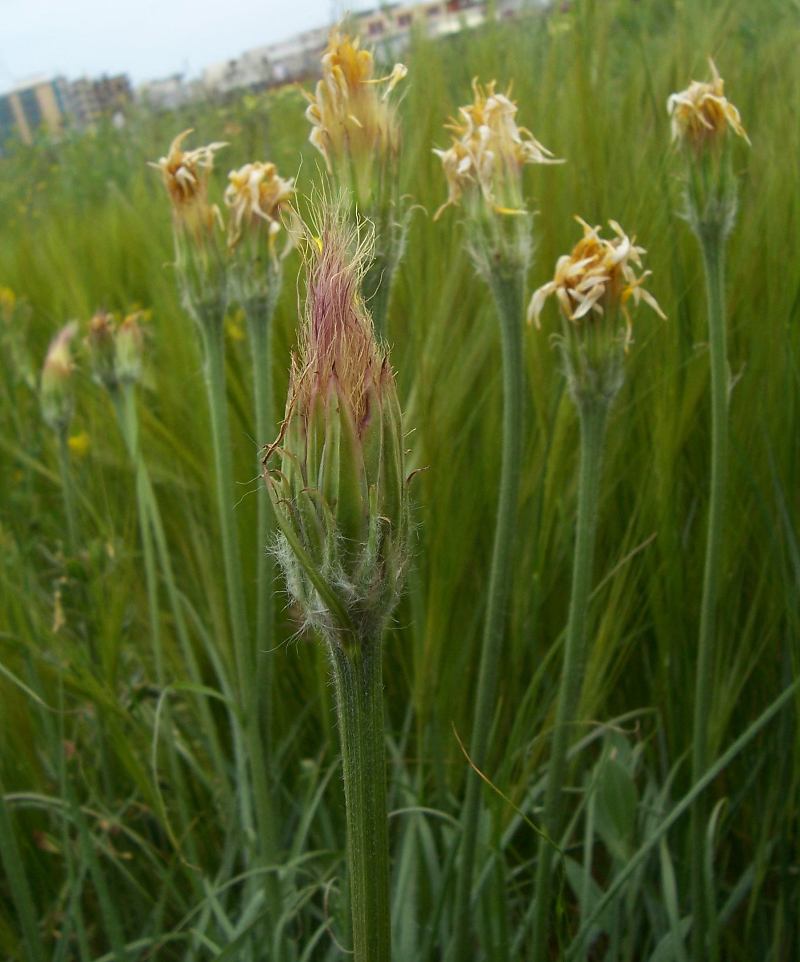 Scorzonera villosa / Scorzonera spinulosa