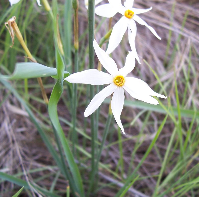 Narcissus serotinus / Narciso autunnale