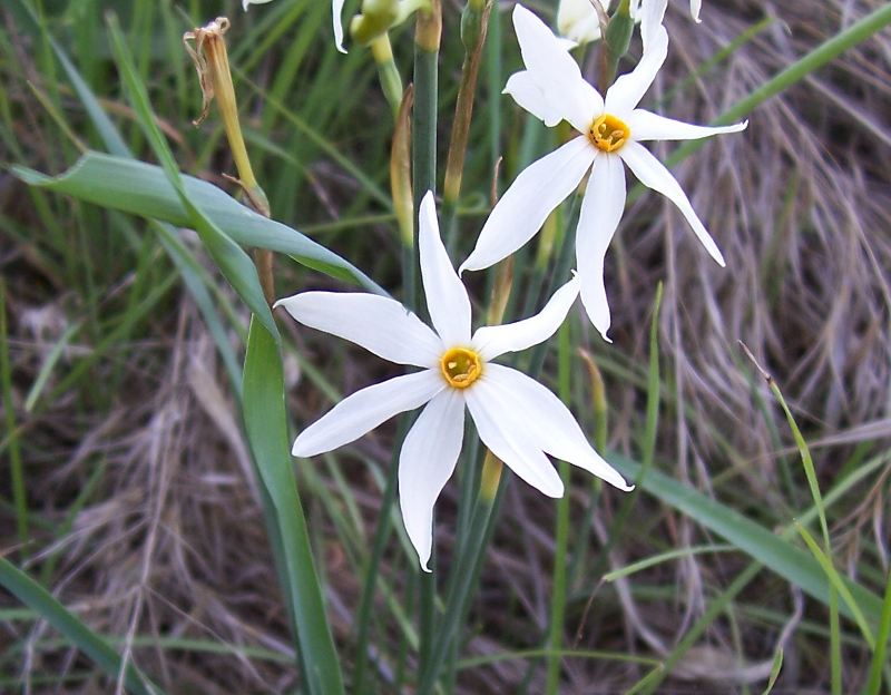 Narcissus serotinus / Narciso autunnale