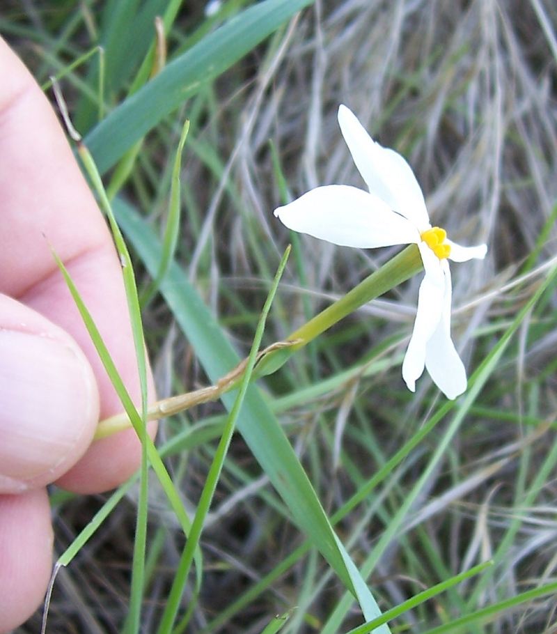 Narcissus serotinus / Narciso autunnale