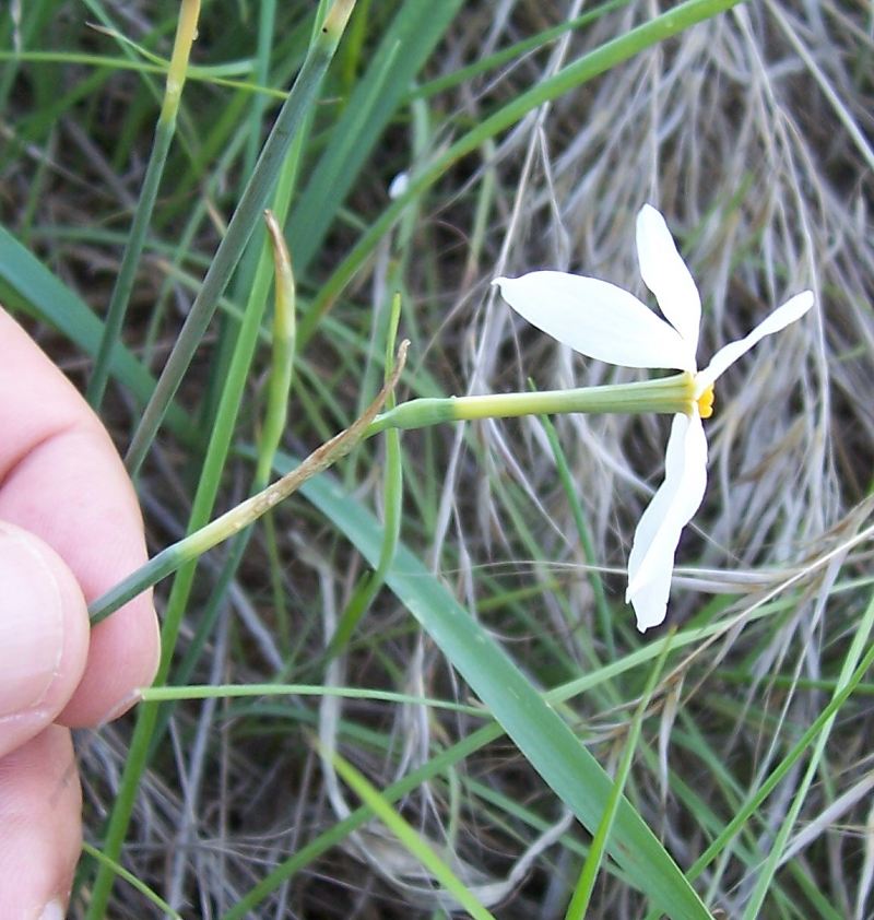 Narcissus serotinus / Narciso autunnale