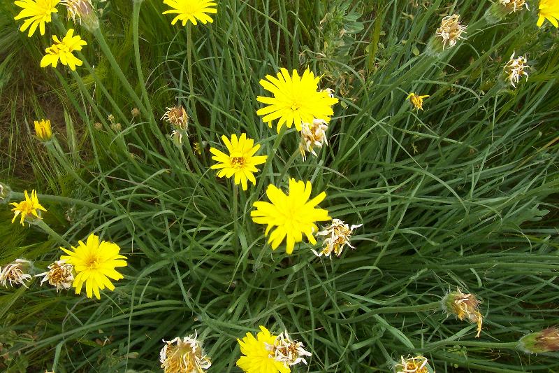 Scorzonera villosa / Scorzonera spinulosa