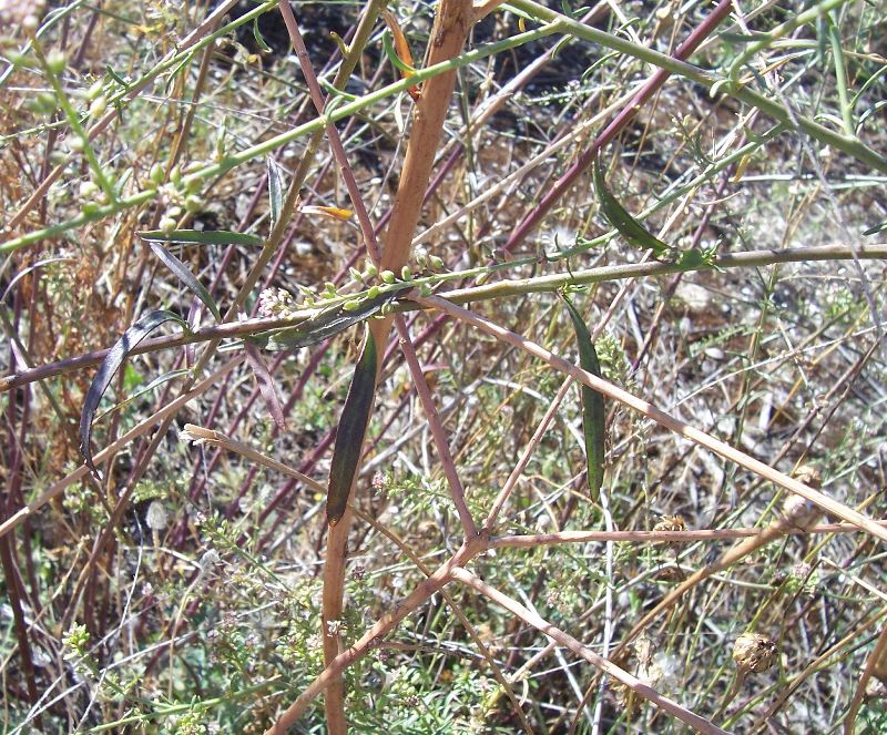 Lepidium graminifolium / Lepidio graminifoglio