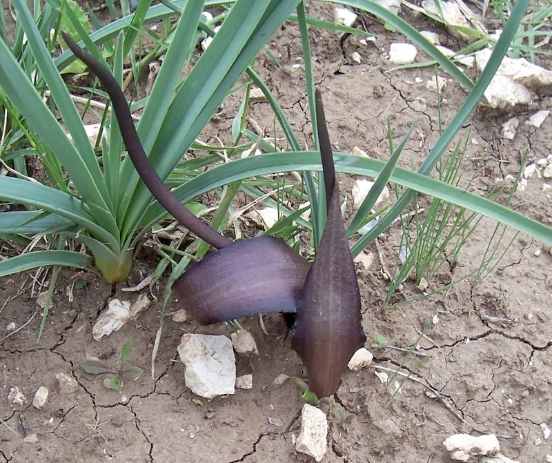 Biarum tenuifolium / Gigaro a foglie sottili