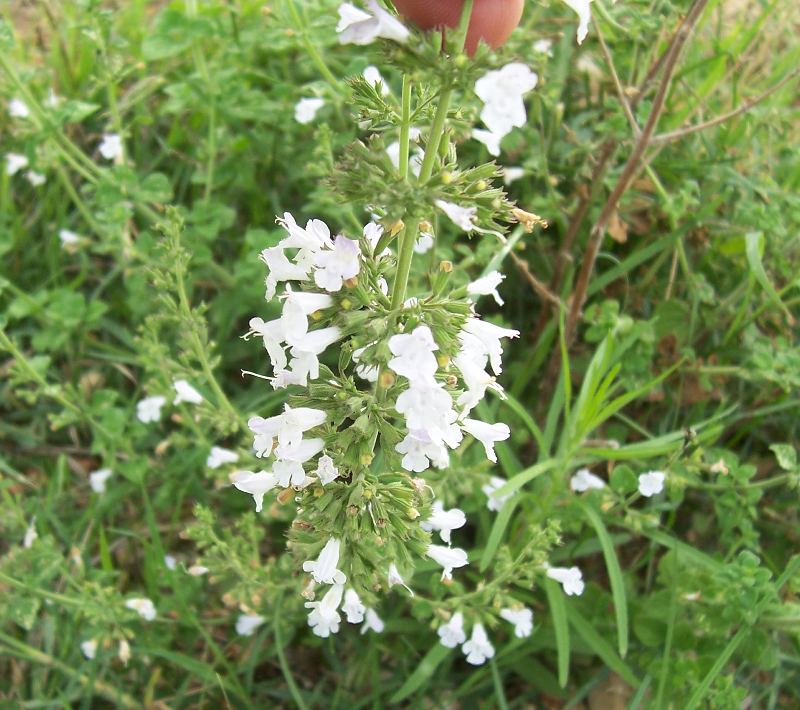 Clinopodium (=Calamintha) nepeta / Mentuccia comune