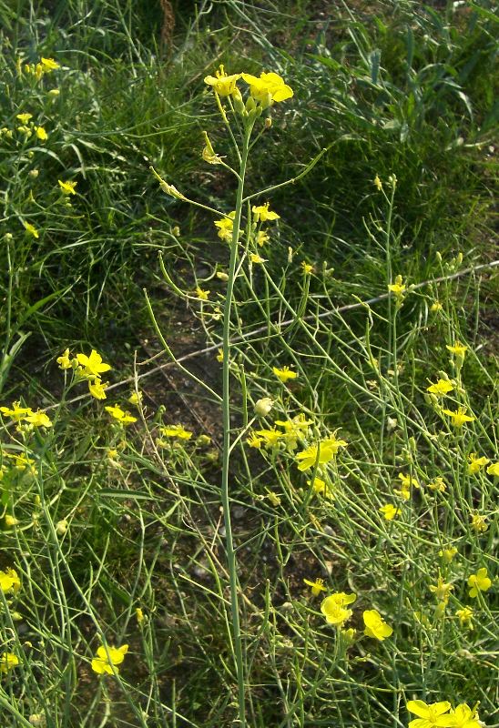 Diplotaxis tenuifolia / Ruchetta selvatica