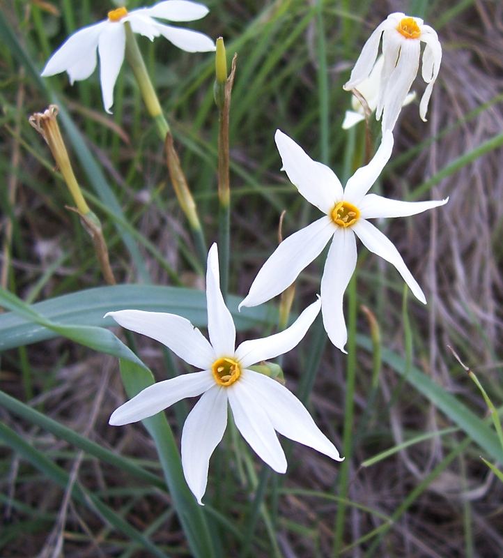Narcissus serotinus / Narciso autunnale