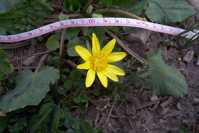 Ficaria verna (=Ranunculus ficaria) subsp. ficariiformis