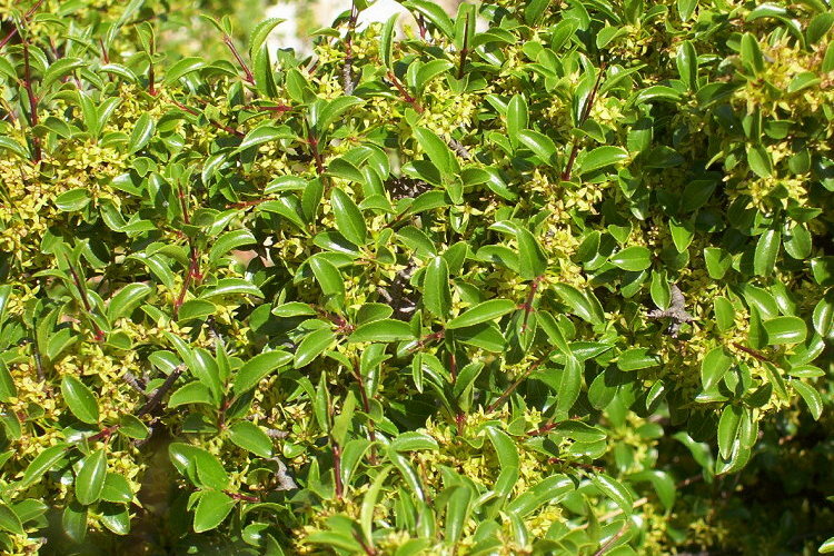 Rhamnus saxatilis / Ranno spinello