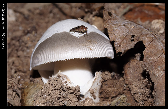 Due funghi da Monterano (RM)
