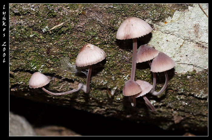 Due funghi da Monterano (RM)