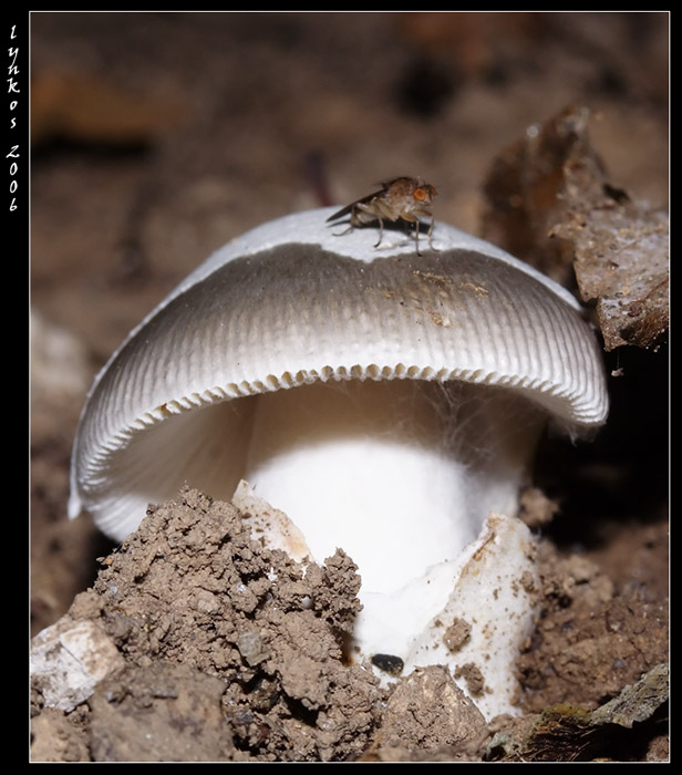 Due funghi da Monterano (RM)