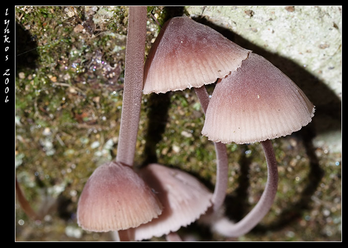 Due funghi da Monterano (RM)
