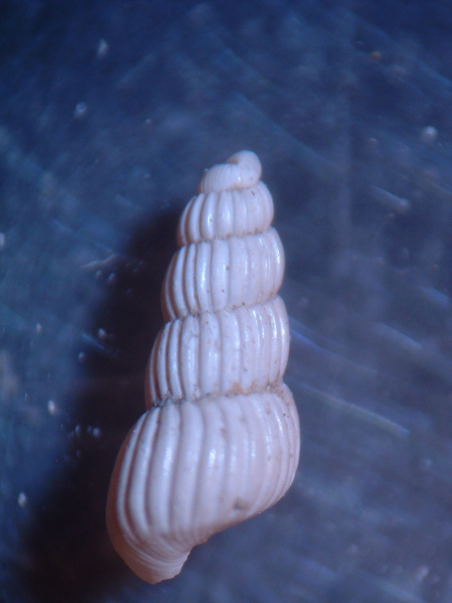 pyramidellidae plioceniche