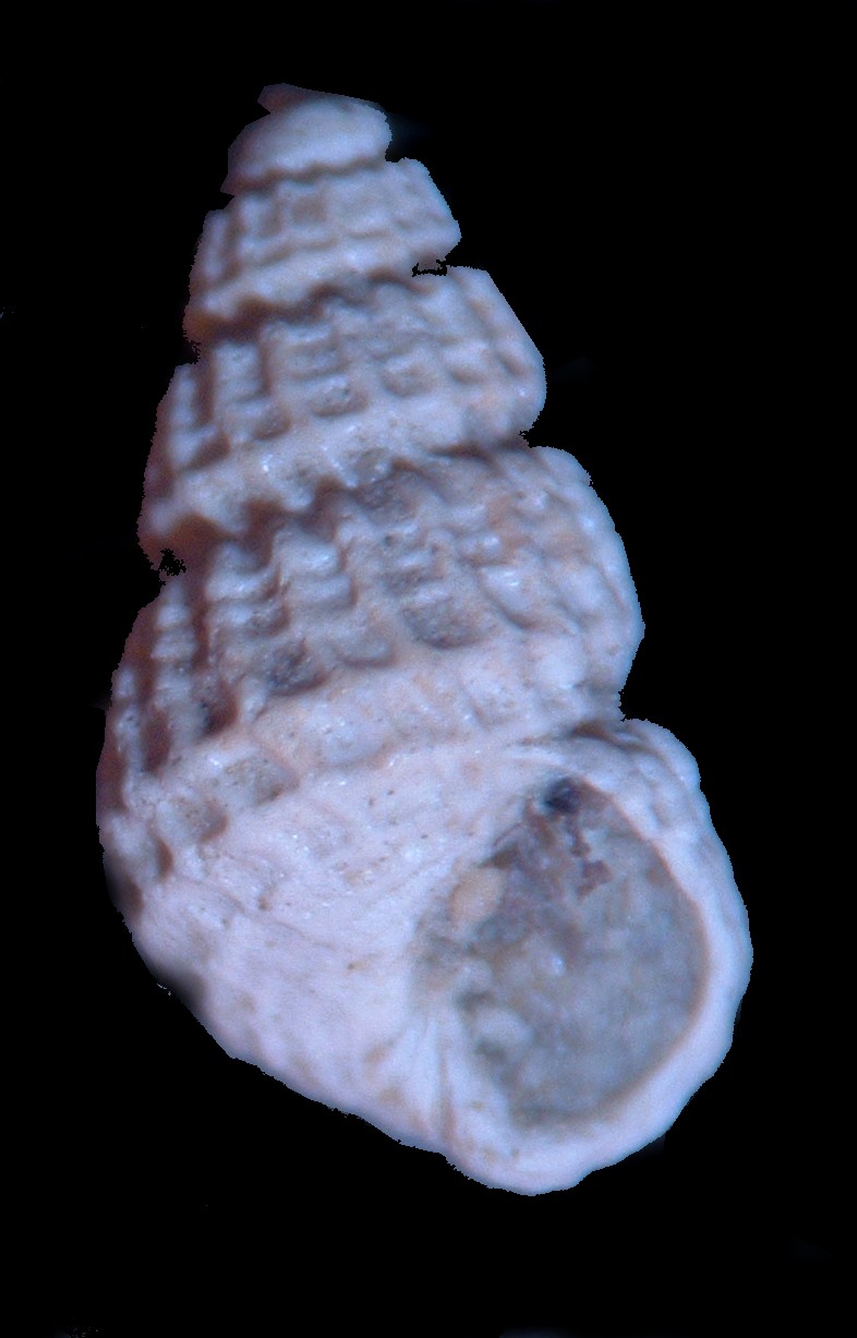 pyramidellidae plioceniche