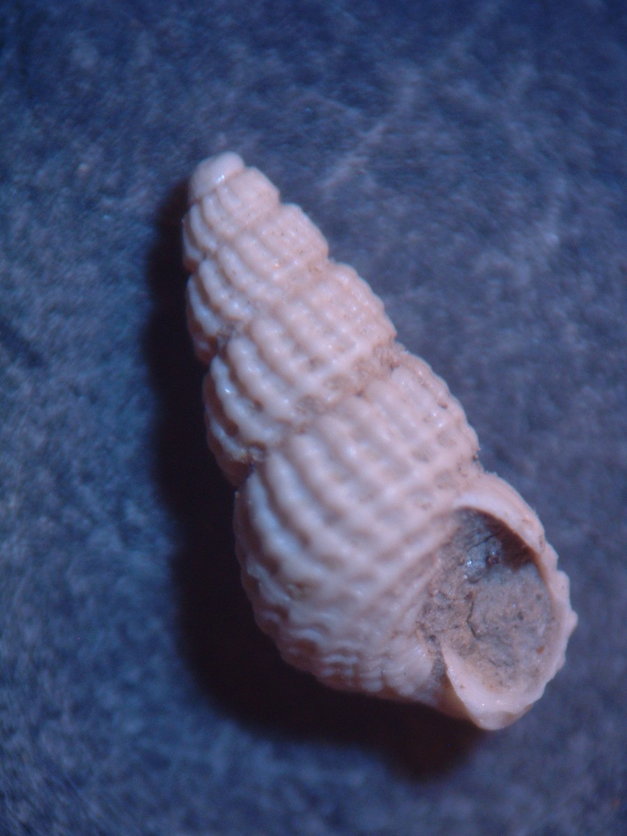 pyramidellidae plioceniche