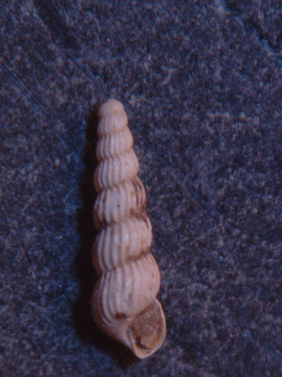 pyramidellidae plioceniche