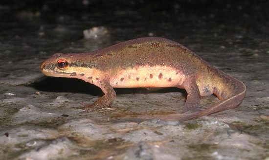 Triturus da Ouessant, Francia - Lissotriton helveticus