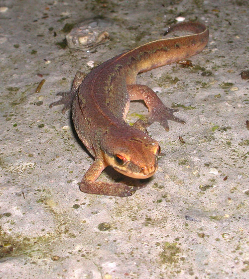 Triturus da Ouessant, Francia - Lissotriton helveticus