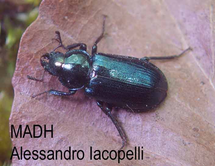Coleottero Lucanide - Platycerus caraboides