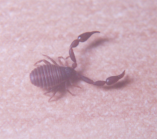 Pseudoscorpione