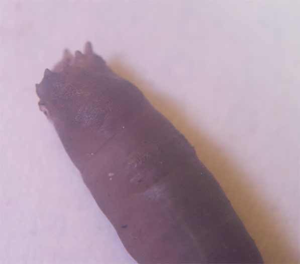 Larva di Tipulidae