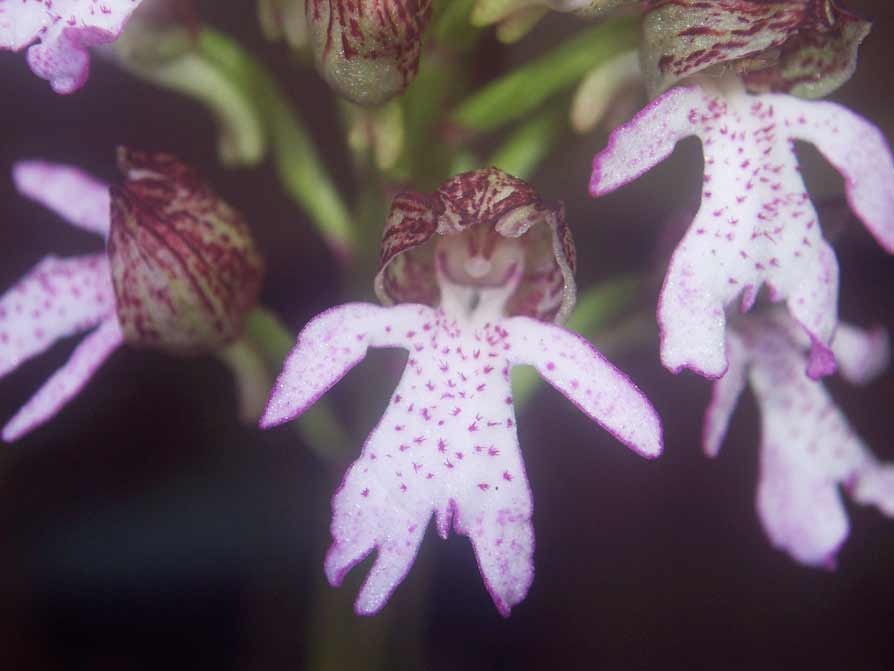 Orchis purpurea