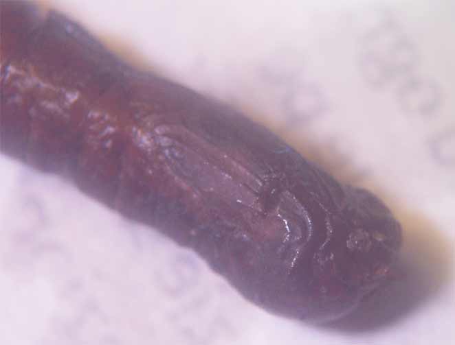 Larva di Tipulidae