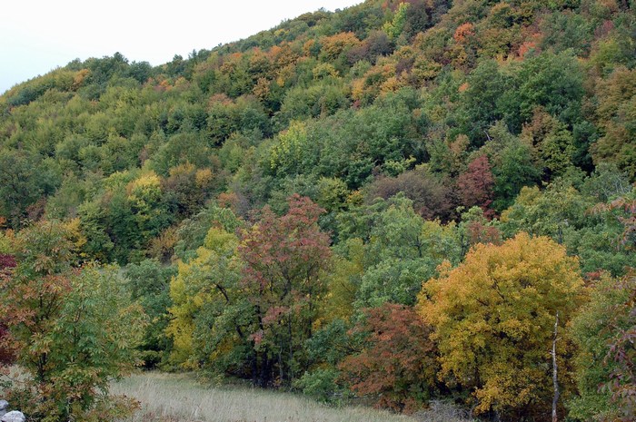 Monte Pallano