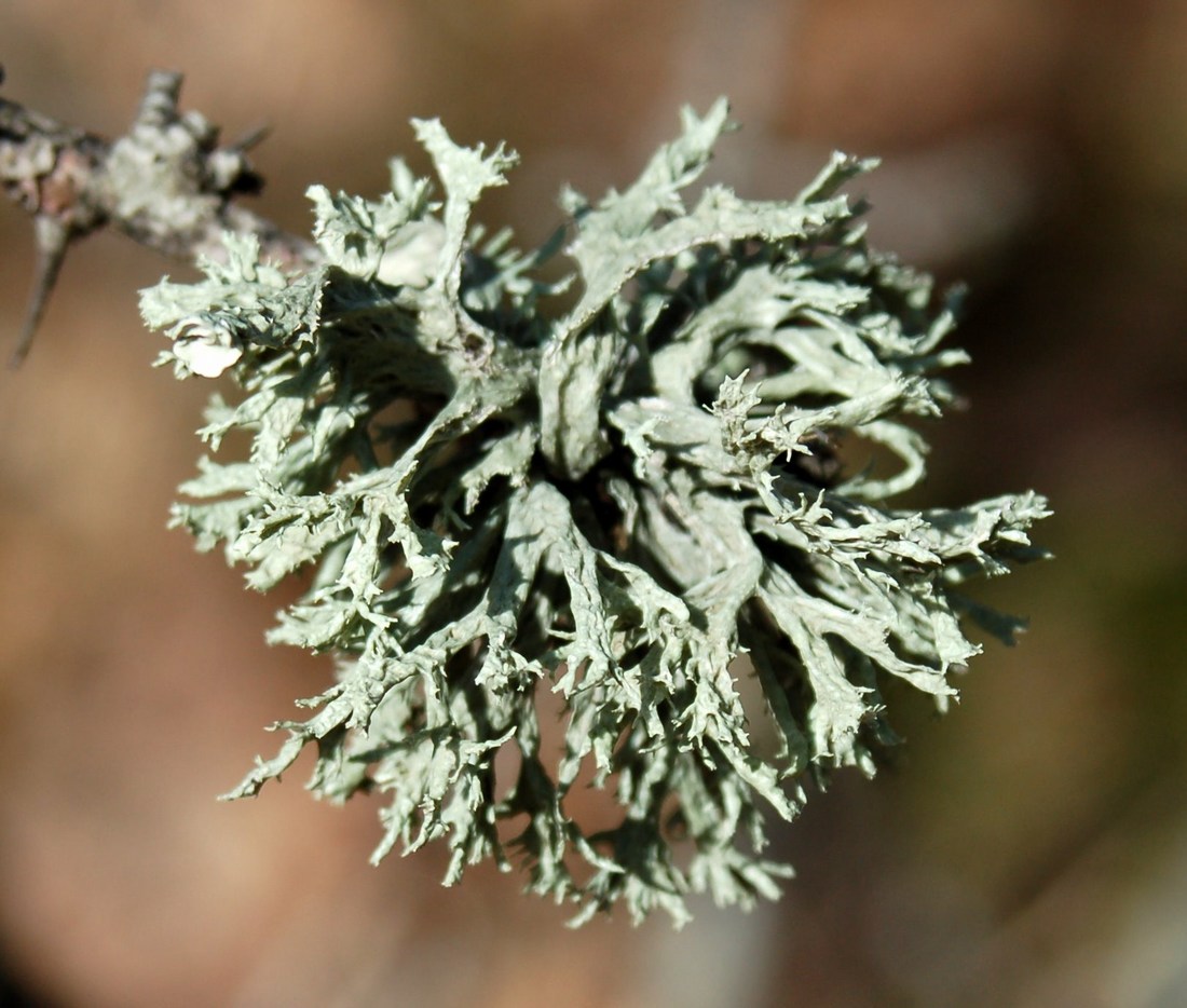 Licheni da Monte Pallano