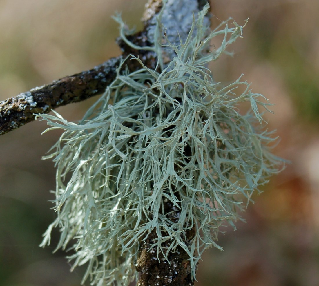 Licheni da Monte Pallano