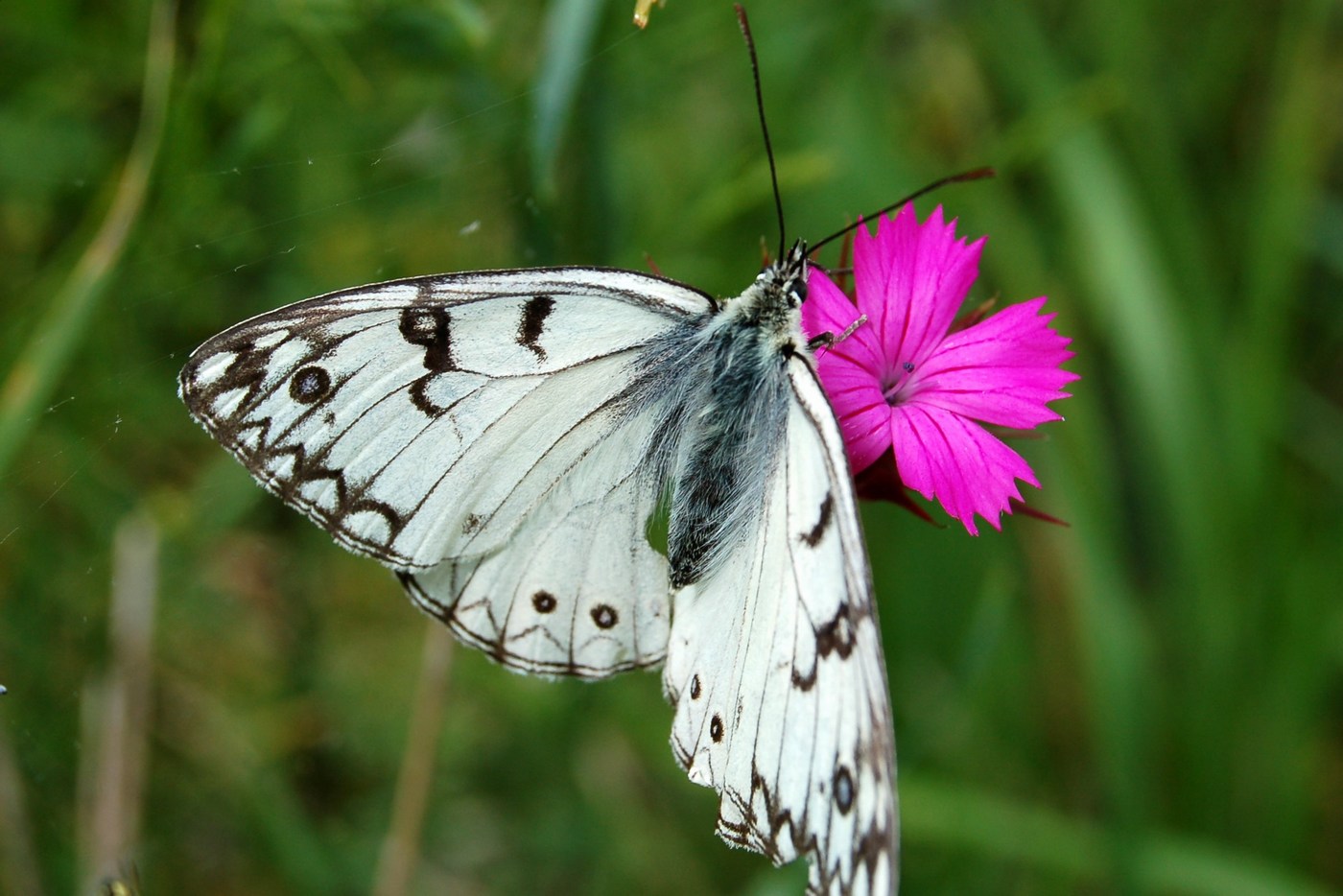 Melanargia arge