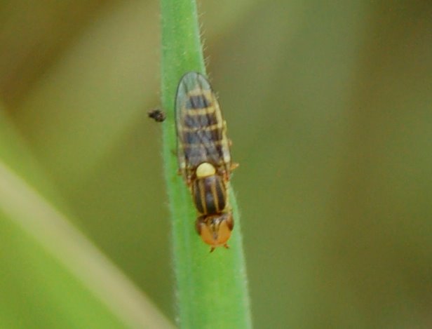 Una piccola moschina Chloropidae