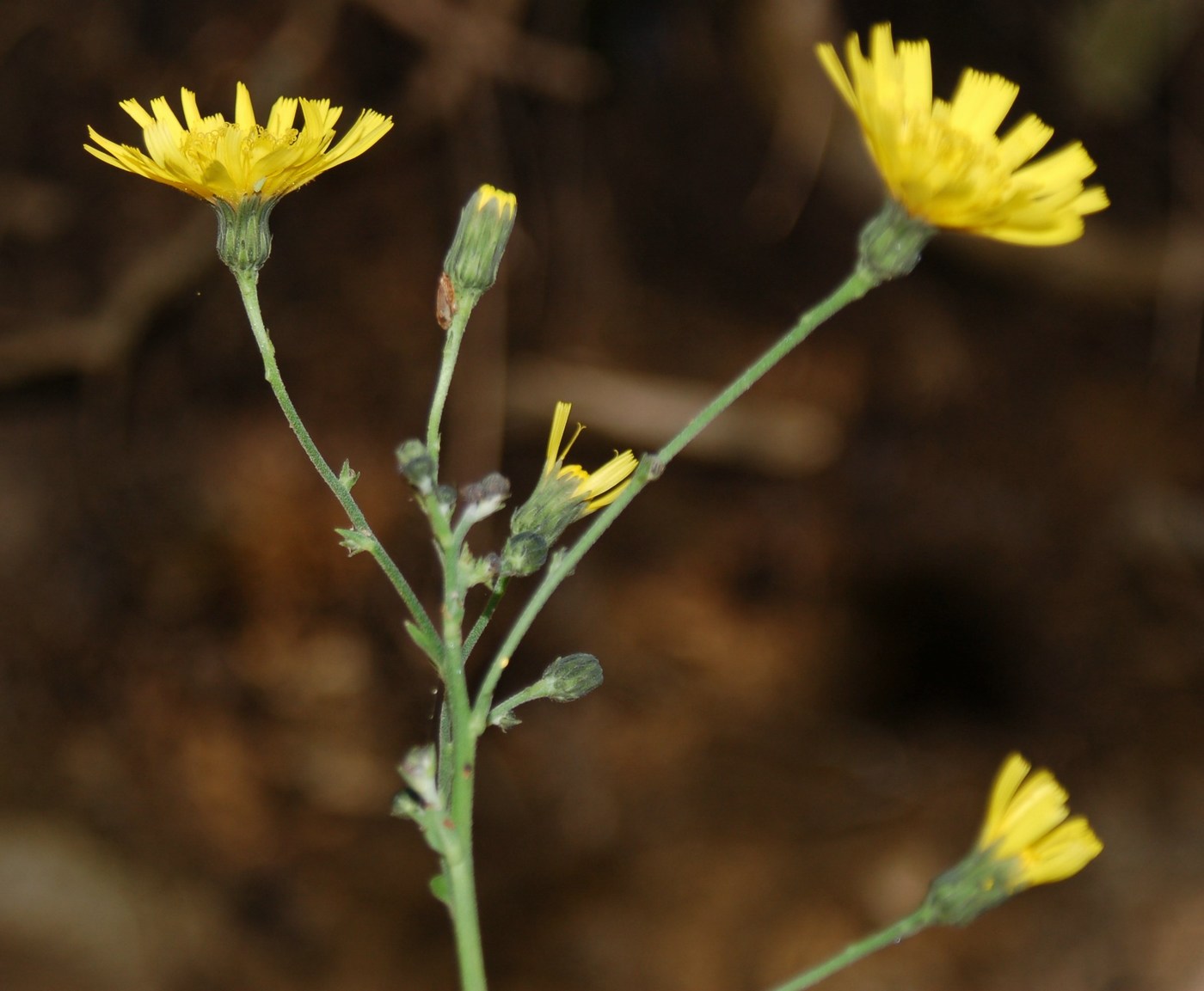 Hieracium sabaudum ?