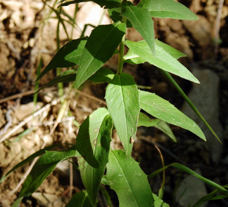 Hieracium sabaudum ?