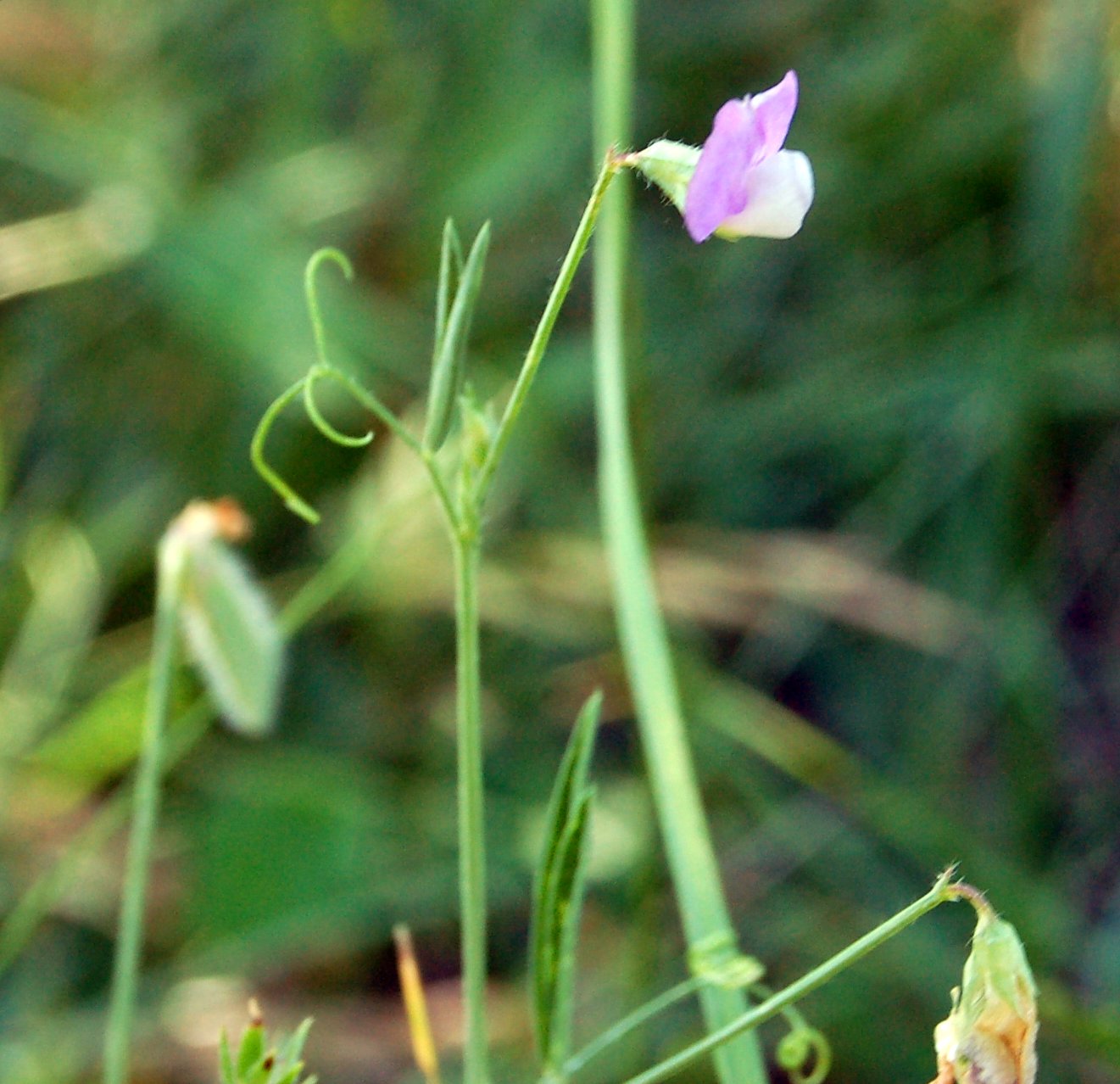 Un po'' di Lathyrus a confronto