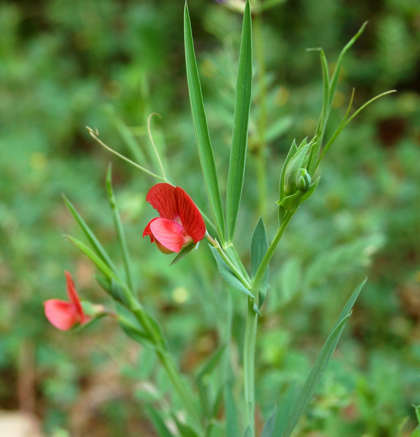 Un po'' di Lathyrus a confronto