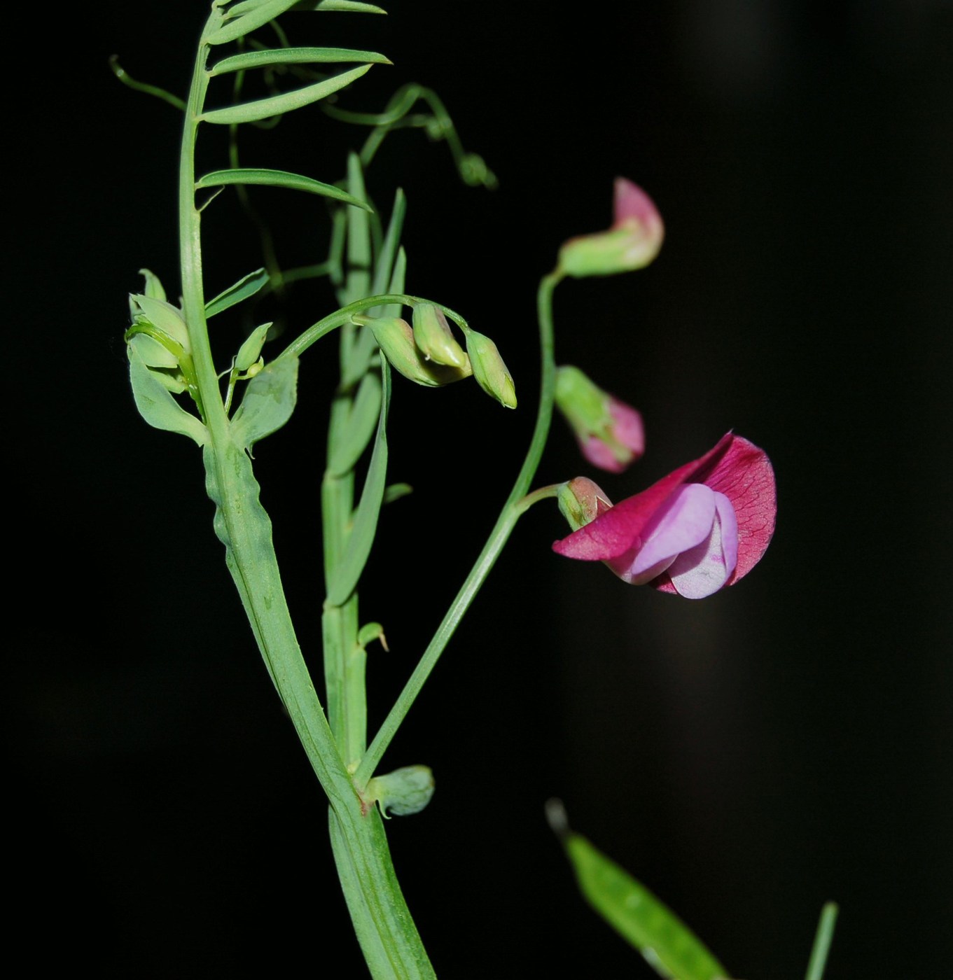 Un po'' di Lathyrus a confronto