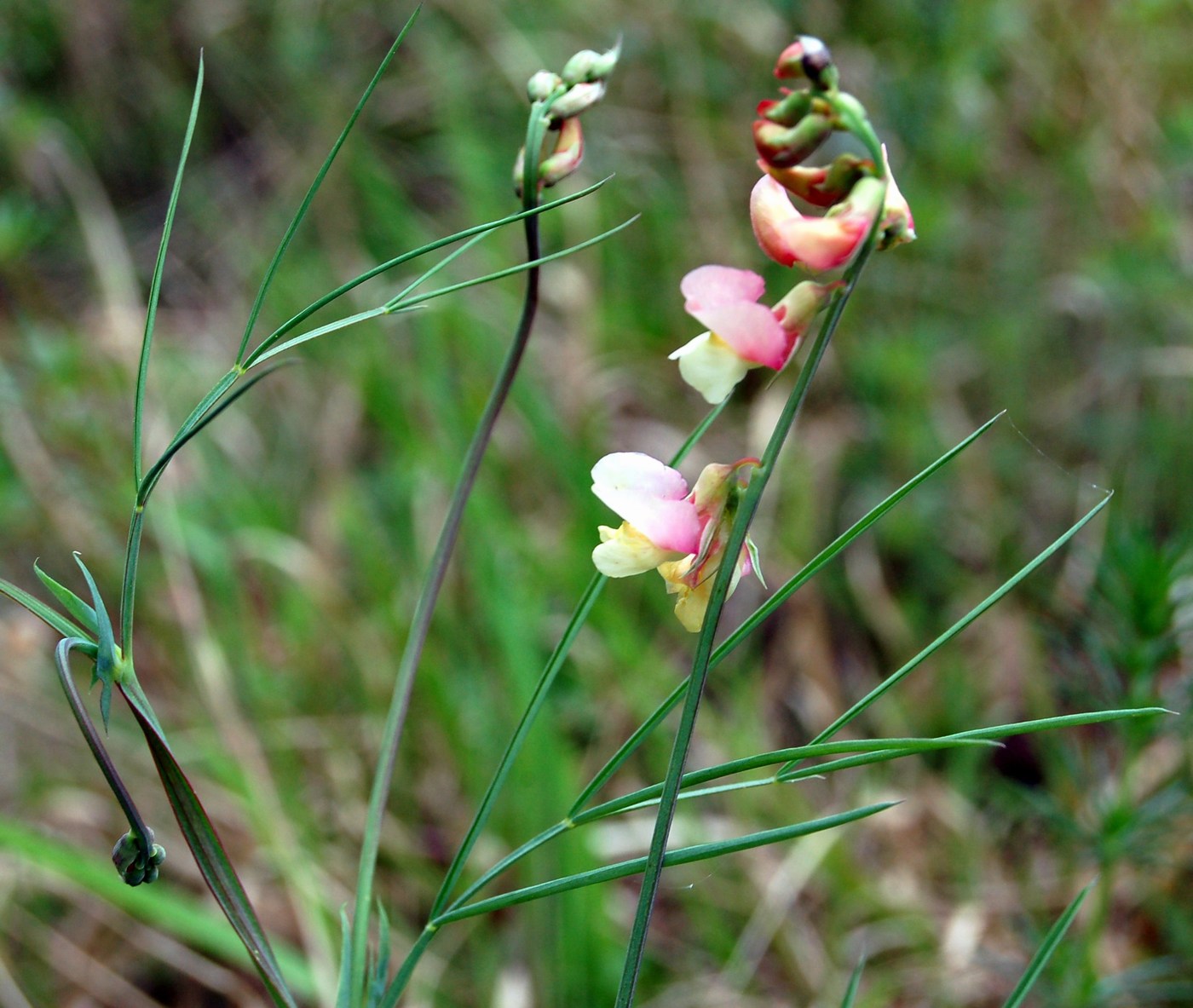 Un po'' di Lathyrus a confronto