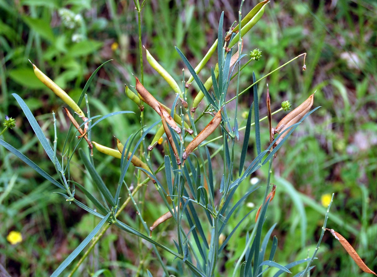 Un po'' di Lathyrus a confronto