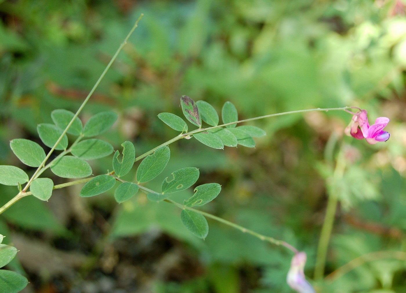 Un po'' di Lathyrus a confronto