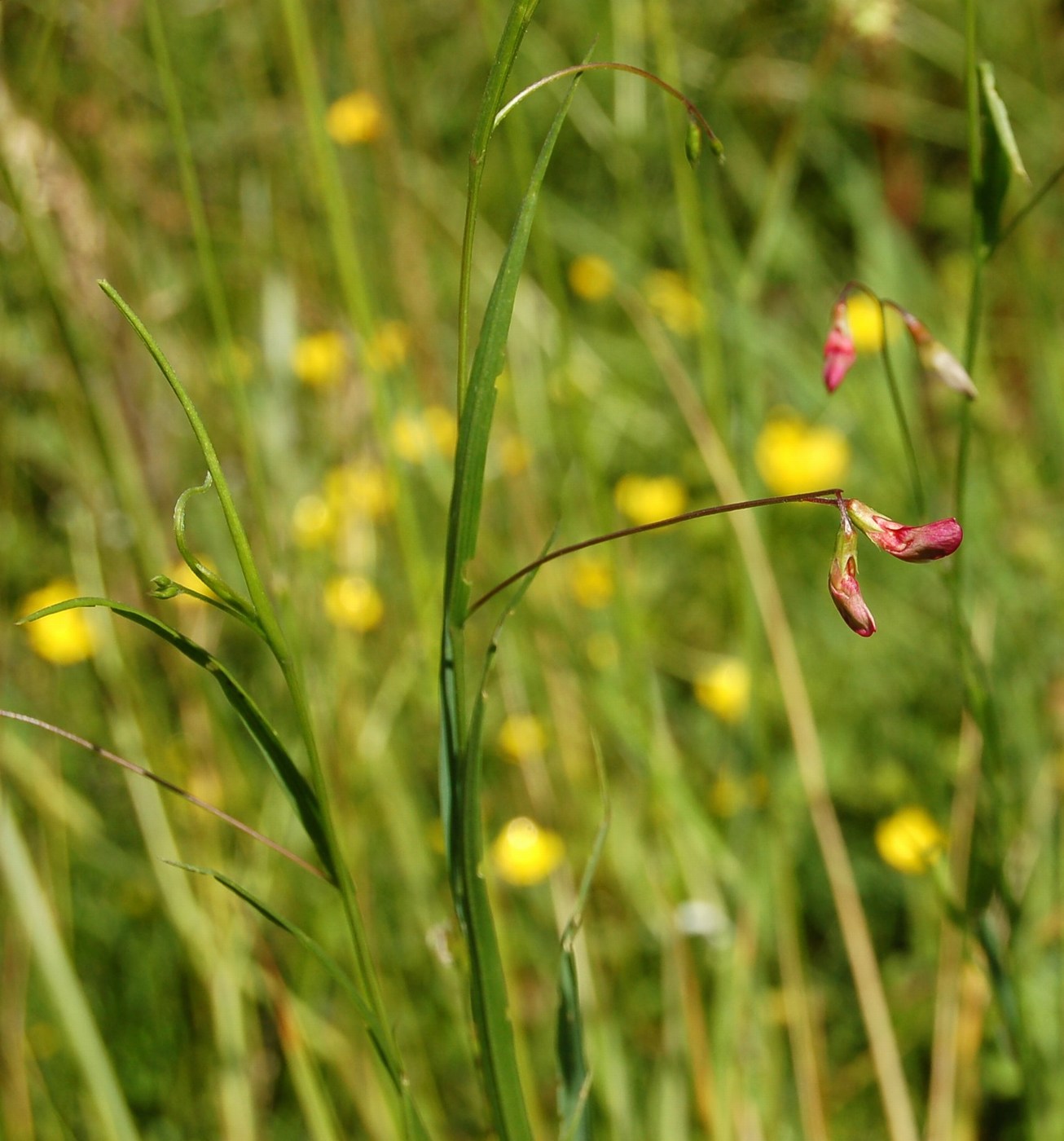 Un po'' di Lathyrus a confronto